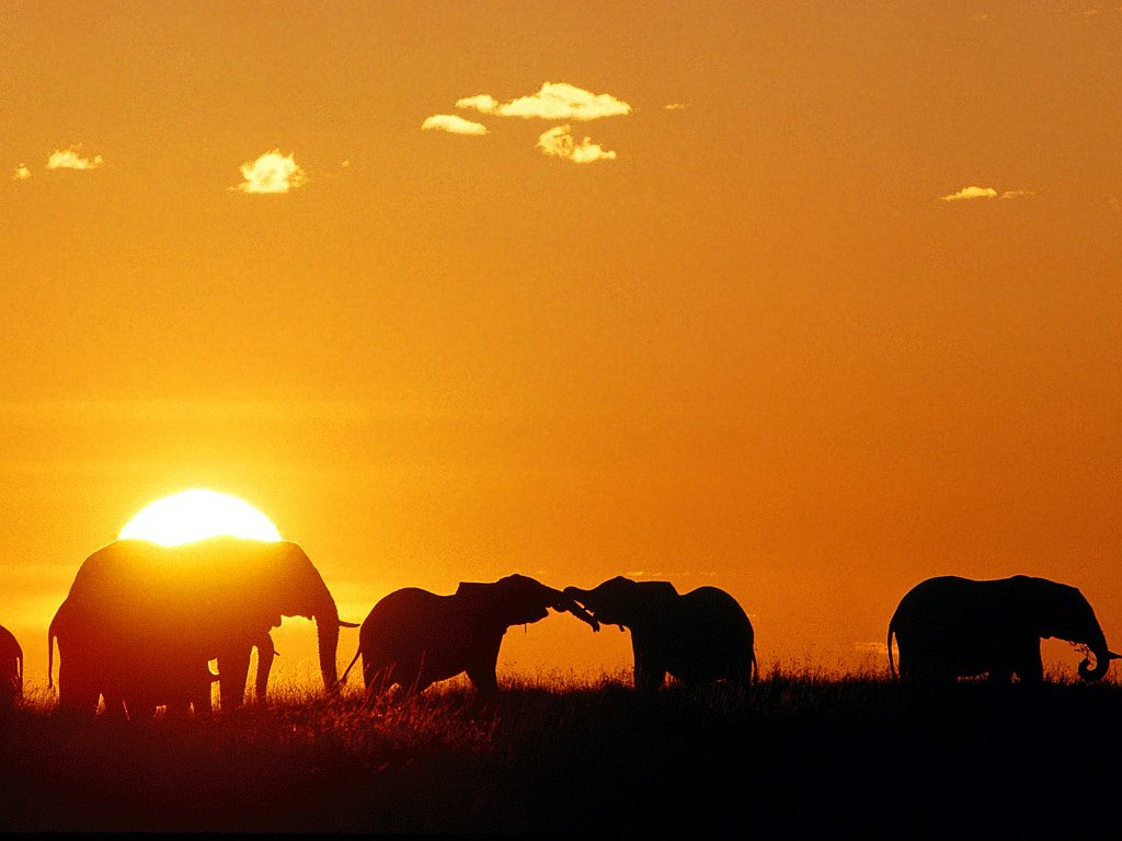 African Elephants, Masaai Mara, Kenya, Africa